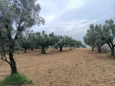 Tekirdağ Şarköy Çınarlı Mahallesi Satılık Zeytinlik 9