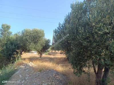 Tekirdağ Şarköy Eriklice Mahallesi Satılık Tarla 14