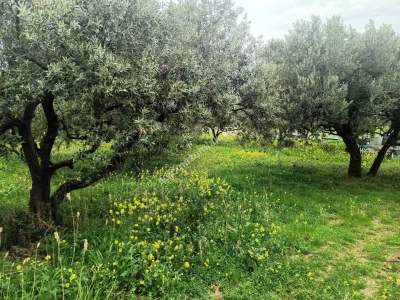 Tekirdağ Şarköy Eriklice Mahallesi Satılık Zeytinlik 6