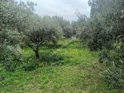 Tekirdağ Şarköy Eriklice Mahallesi Satılık Zeytinlik 8