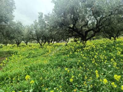 Tekirdağ Şarköy Eriklice Mahallesi Satılık Zeytinlik 9