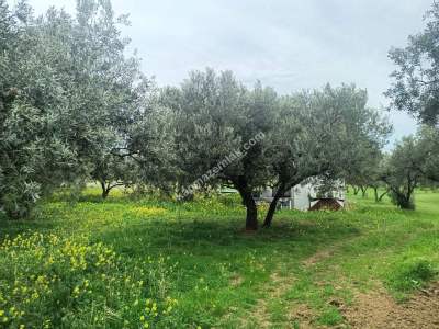 Tekirdağ Şarköy Eriklice Mahallesi Satılık Zeytinlik 4