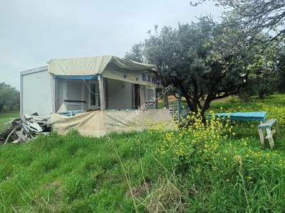 Tekirdağ Şarköy Eriklice Mahallesi Satılık Zeytinlik 1