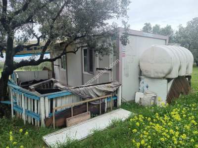 Tekirdağ Şarköy Eriklice Mahallesi Satılık Zeytinlik 2