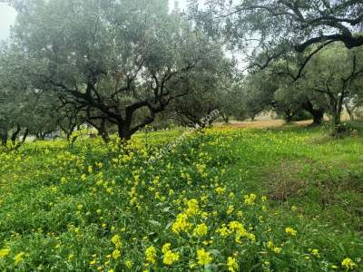 Tekirdağ Şarköy Eriklice Mahallesi Satılık Zeytinlik 10