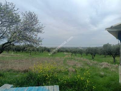 Tekirdağ Şarköy Eriklice Mahallesi Satılık Zeytinlik 5