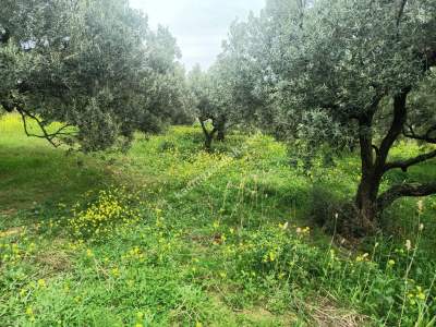 Tekirdağ Şarköy Eriklice Mahallesi Satılık Zeytinlik 7