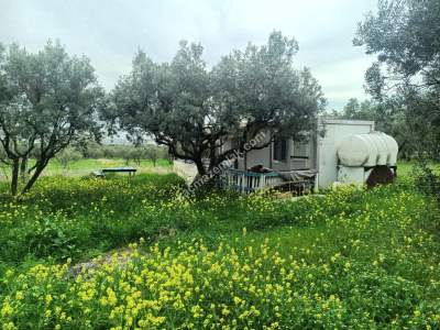 Tekirdağ Şarköy Eriklice Mahallesi Satılık Zeytinlik 3