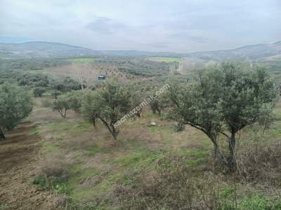 Tekirdağ Şarköy Eriklice Mahallesi Satılık Zeytinlik 1