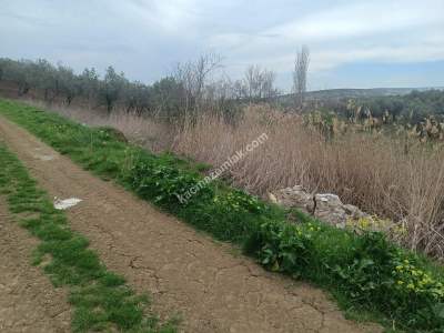 Tekirdağ Şarköy Eriklice Mahallesi Satılık Zeytinlik 5