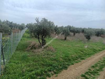 Tekirdağ Şarköy Eriklice Mahallesi Satılık Zeytinlik 6