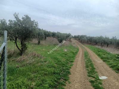 Tekirdağ Şarköy Eriklice Mahallesi Satılık Zeytinlik 4