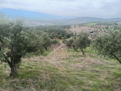 Tekirdağ Şarköy Eriklice Mahallesi Satılık Zeytinlik 2