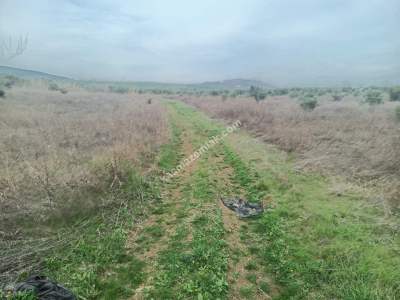 Tekirdağ Şarköy Erikklice Mahallesi Satılık Zeytinlik 8