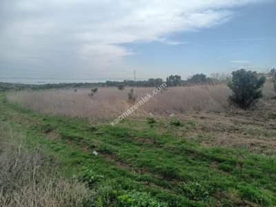 Tekirdağ Şarköy Erikklice Mahallesi Satılık Zeytinlik 3