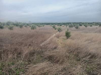 Tekirdağ Şarköy Erikklice Mahallesi Satılık Zeytinlik 4