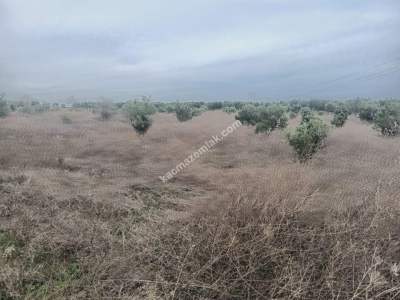 Tekirdağ Şarköy Erikklice Mahallesi Satılık Zeytinlik 6