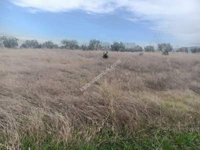 Tekirdağ Şarköy Erikklice Mahallesi Satılık Zeytinlik 5