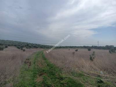 Tekirdağ Şarköy Erikklice Mahallesi Satılık Zeytinlik 1