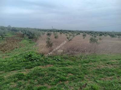 Tekirdağ Şarköy Erikklice Mahallesi Satılık Zeytinlik 2