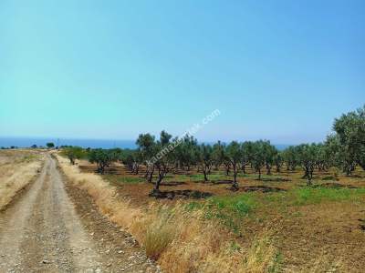 Tekirdağ Şarköy Eriklice Mahallesi Satılık Zeytinlik 2