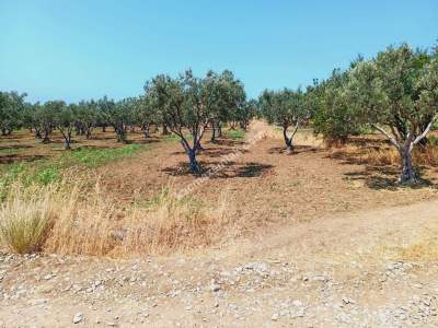 Tekirdağ Şarköy Eriklice Mahallesi Satılık Zeytinlik 8