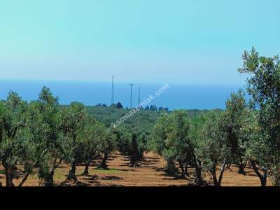 Tekirdağ Şarköy Eriklice Mahallesi Satılık Zeytinlik 6