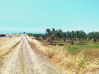 Tekirdağ Şarköy Eriklice Mahallesi Satılık Zeytinlik 1