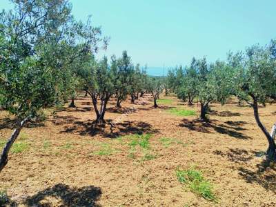 Tekirdağ Şarköy Eriklice Mahallesi Satılık Zeytinlik 7