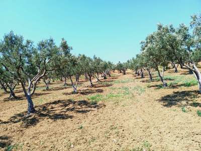 Tekirdağ Şarköy Eriklice Mahallesi Satılık Zeytinlik 4