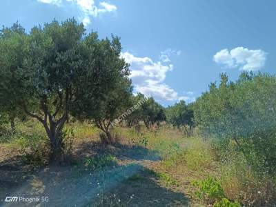 Tekirdağ Şarköy Gaziköy Mahallesi Satılık Tarla 2