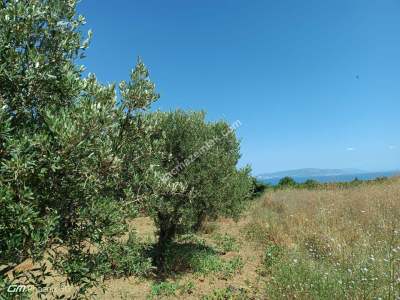 Tekirdağ Şarköy Gaziköy Mahallesi Satılık Tarla 8