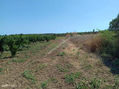 Tekirdağ Şarköy Gaziköy Mahallesi Satılık Tarla 1