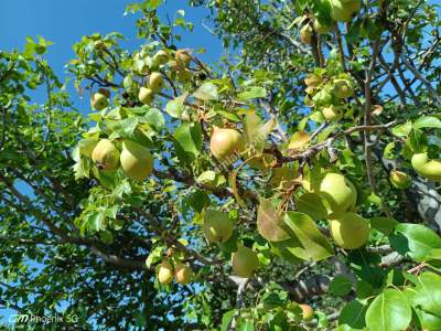 Tekirdağ Şarköy Gaziköy Mahallesi Satılık Tarla 6