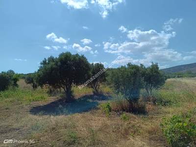 Tekirdağ Şarköy Gaziköy Mahallesi Satılık Tarla 3