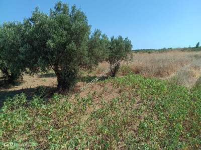 Tekirdağ Şarköy Gaziköy Mahallesi Satılık Tarla 14