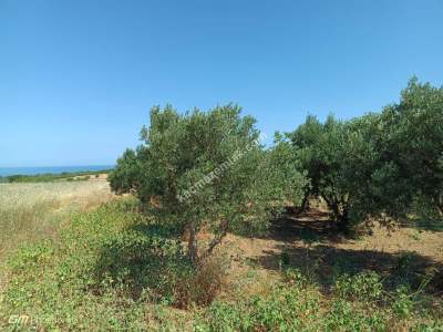 Tekirdağ Şarköy Gaziköy Mahallesi Satılık Tarla 13