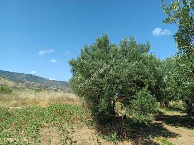 Tekirdağ Şarköy Gaziköy Mahallesi Satılık Tarla 9