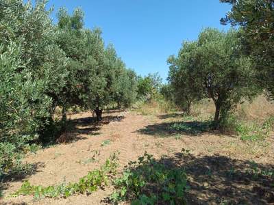 Tekirdağ Şarköy Gaziköy Mahallesi Satılık Tarla 10