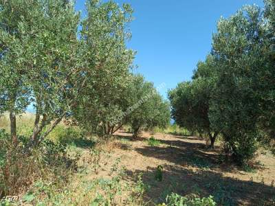 Tekirdağ Şarköy Gaziköy Mahallesi Satılık Tarla 12