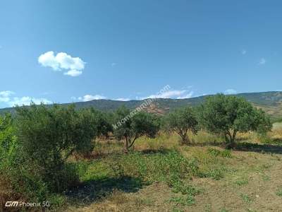 Tekirdağ Şarköy Gaziköy Mahallesi Satılık Tarla 4