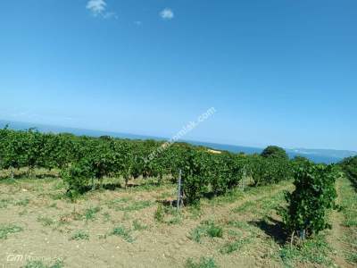 Tekirdağ Şarköy Gaziköy Mahallesi Satılık Tarla 5