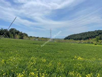 Tekirdağ Şarköy Gölcük Mahallesi Asfalta Sıfır Tarla 2
