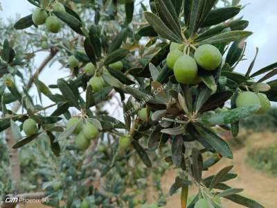 Tekirdağ Şarköy Güzelköy Mahallesi Satılık Tarla 7