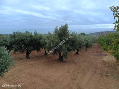 Tekirdağ Şarköy Güzelköy Mahallesi Satılık Tarla 1