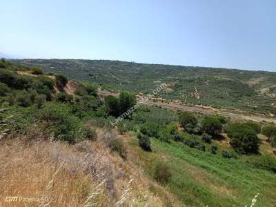 Tekirdağ Şarköy Hoşköy Mahallesi Satılık Tarla Bahçe 19