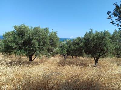 Tekirdağ Şarköy Hoşköy Mahallesi Satılık Zeytinlik 4