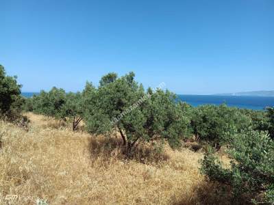 Tekirdağ Şarköy Hoşköy Mahallesi Satılık Zeytinlik 5