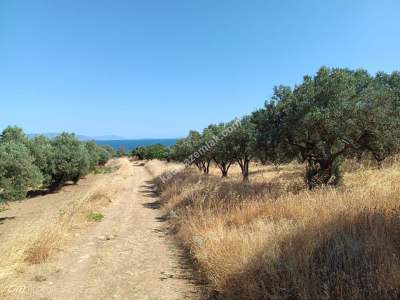 Tekirdağ Şarköy Hoşköy Mahallesi Satılık Zeytinlik 7