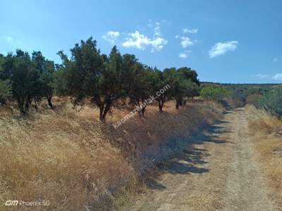Tekirdağ Şarköy Hoşköy Mahallesi Satılık Zeytinlik 1
